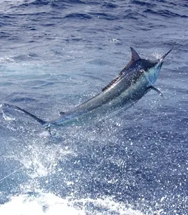 Iona at the game fishing grounds