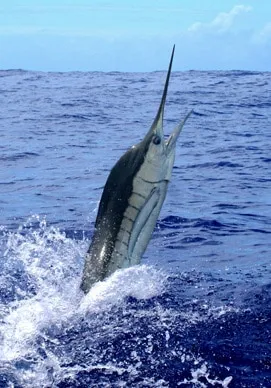 Blue marlin off the Gold Coast