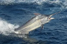 Marlin fishing off Port Stephens
