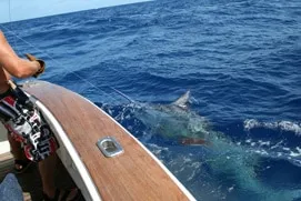 Gold Coast Game Fishing -