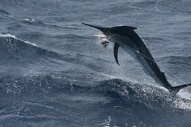 Gold Coast Game Fishing -