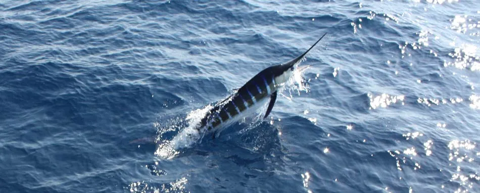 Marlin fishing aboard Iona Game Fishing charters