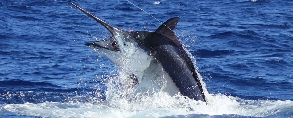 Marlin jumping across the water at sunset