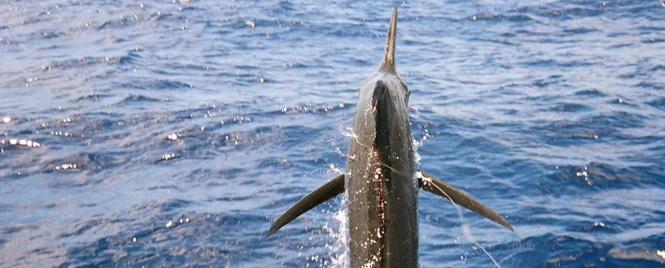 Marlin fishing aboard Iona Game Fishing charters