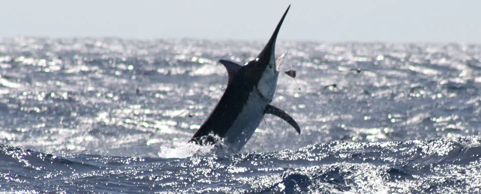 Giant black marlin off Cairns