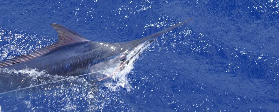 Marlin fishing aboard Iona Game Fishing charters