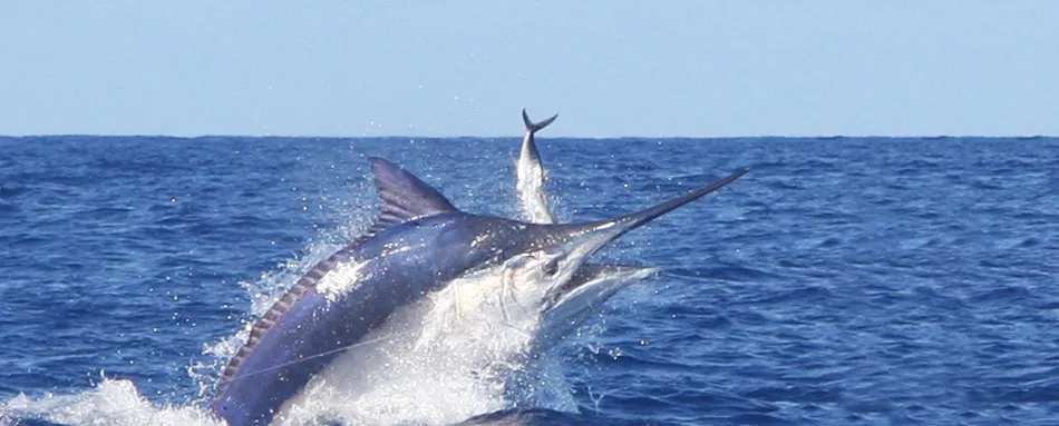 Marlin fishing aboard Iona Game Fishing charters