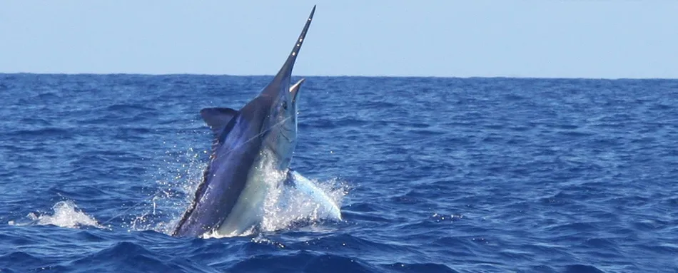 Marlin fishing aboard Iona Game Fishing charters